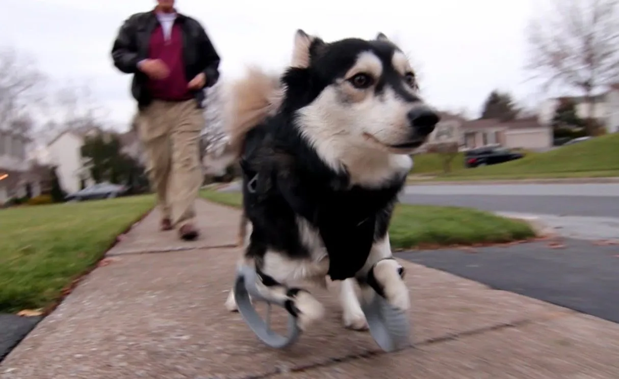 3d print derby the dog
